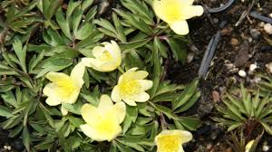 Attēlu rezultāti vaicājumam “Anemone x lipsiensis”