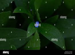 Attēlu rezultāti vaicājumam “Myosotis sparsiflora flower”