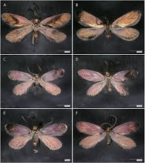 Attēlu rezultāti vaicājumam “Micropterigidae”