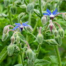 Image result for Borago officinalis
