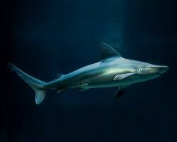 Image result for Carcharhinus brachyurus