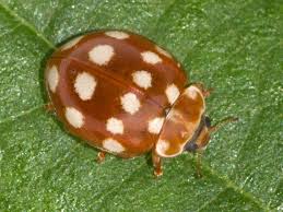 Attēlu rezultāti vaicājumam “Calvia quatuordecimguttata”