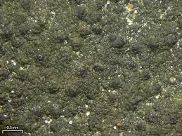 Attēlu rezultāti vaicājumam “Verrucaria hydrela”