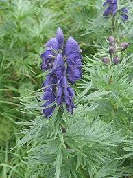 Image result for Aconitum napellus