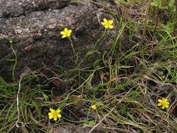 Attēlu rezultāti vaicājumam “Ranunculus flammula fruit”
