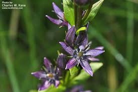 Attēlu rezultāti vaicājumam “Swertia perennis”