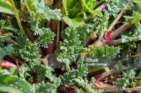 Attēlu rezultāti vaicājumam “Erodium cicutarium leaf”