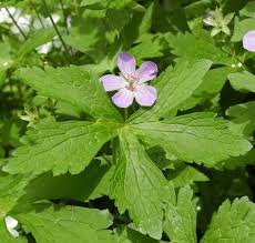 Attēlu rezultāti vaicājumam “Geranium bohemicum leaf”