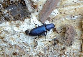 Attēlu rezultāti vaicājumam “Trogossitidae”