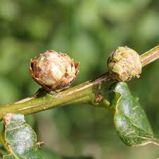 Attēlu rezultāti vaicājumam “Andricus foecundatrix”