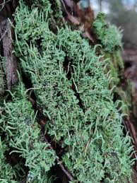 Attēlu rezultāti vaicājumam “Cladonia ochrochlora”