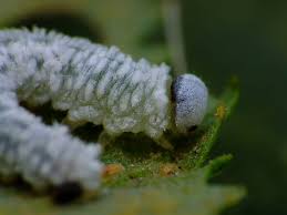 Attēlu rezultāti vaicājumam “Eriocampa ovata larva”