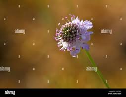Image result for Scabiosa canescens