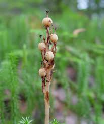 Attēlu rezultāti vaicājumam “Monotropa hypopitys”