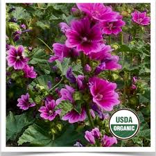 Image result for Malva sylvestris 'Zebrina'