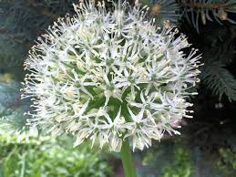 Attēlu rezultāti vaicājumam “Allium holandicum leaf”