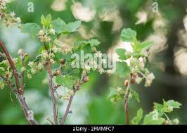 Attēlu rezultāti vaicājumam “Ribes uva-crispa flower”