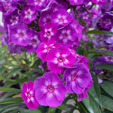 Attēlu rezultāti vaicājumam “Phlox paniculata”