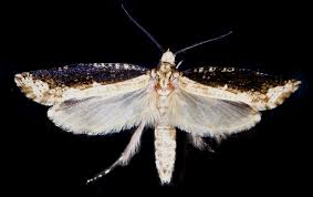 Attēlu rezultāti vaicājumam “Scardia boletella”