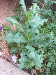 Attēlu rezultāti vaicājumam “Lactuca serriola”