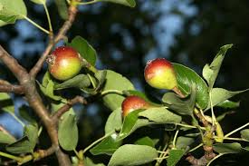 Attēlu rezultāti vaicājumam “Pyrus pyraster fruit”