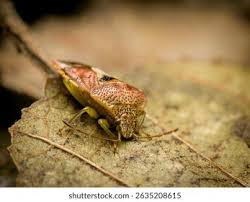 Attēlu rezultāti vaicājumam “Elasmucha grisea”