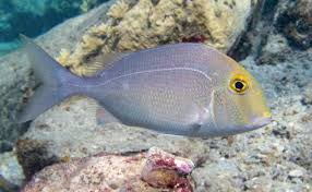 Image result for Calamus nodosus