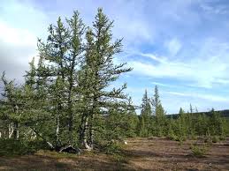 Attēlu rezultāti vaicājumam “Larix sibirica”