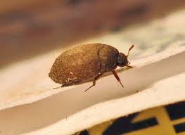 Attēlu rezultāti vaicājumam “Griselda ustomaculana”