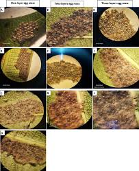 Attēlu rezultāti vaicājumam “Trichoptera egg mass”