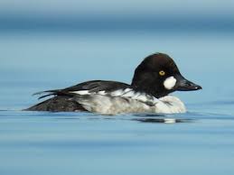 Attēlu rezultāti vaicājumam “Bucephala clangula”