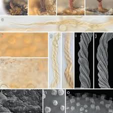 Attēlu rezultāti vaicājumam “Trichia alpina sessile”