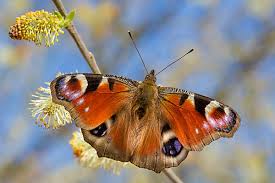 Attēlu rezultāti vaicājumam “Inachis io”