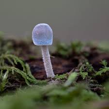 Attēlu rezultāti vaicājumam “Mycena abramsii”