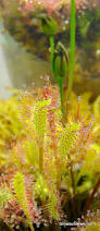 Attēlu rezultāti vaicājumam “Drosera anglica flower”