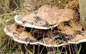 Attēlu rezultāti vaicājumam “Agathomyia wankowiczii”