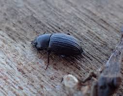 Attēlu rezultāti vaicājumam “Opatrum sabulosum”