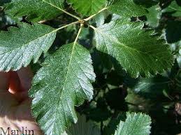 Attēlu rezultāti vaicājumam “Sorbus intermedia leaf”
