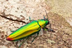 Attēlu rezultāti vaicājumam “Buprestidae”