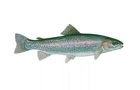 Image result for Salmo ciscaucasicus