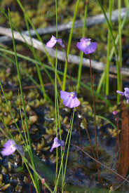 Attēlu rezultāti vaicājumam “Lentibulariaceae”