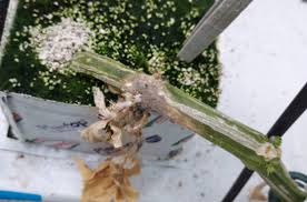 Attēlu rezultāti vaicājumam “Trichia botrytis stalked”