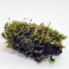 Attēlu rezultāti vaicājumam “Grimmia muehlenbeckii”