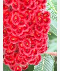 Attēlu rezultāti vaicājumam “Rhus typhina flower”