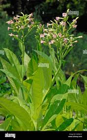 Attēlu rezultāti vaicājumam “Nicotiana tabacum flower”