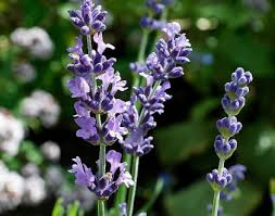 Attēlu rezultāti vaicājumam “Lavandula angustifolia leaf”