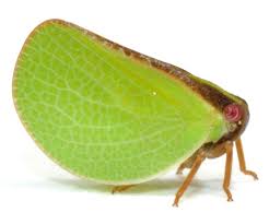 Attēlu rezultāti vaicājumam “Thecabius affinis nymph”