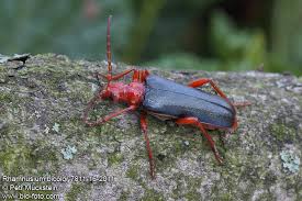 Attēlu rezultāti vaicājumam “Rhamnusium bicolor”