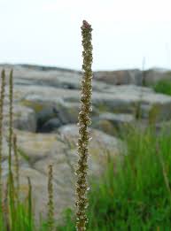 Attēlu rezultāti vaicājumam “Triglochin palustre fruit”