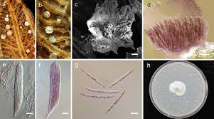 Attēlu rezultāti vaicājumam “Hyaloscypha hyalina”